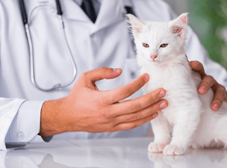 chat chez le vétérinaire